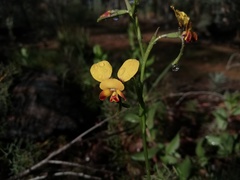 Diuris brumalis