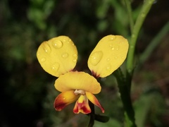 Diuris brumalis
