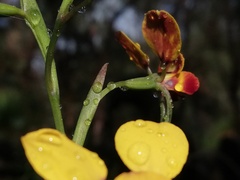Diuris brumalis