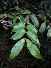 Pilidiostigma glabrum