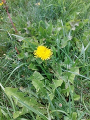 Taraxacum officinale