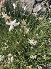 Oenothera lindheimeri