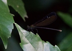 Atrocalopteryx atrata