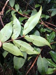 Pilidiostigma glabrum