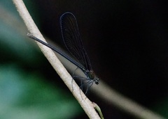 Atrocalopteryx atrata