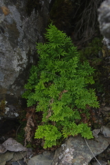 Cryptogramma brunoniana