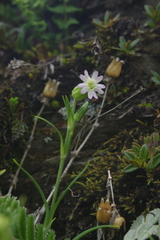 Silene ohwii