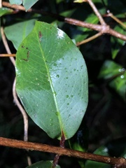 Pilidiostigma glabrum