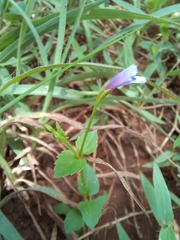 Linderniaceae