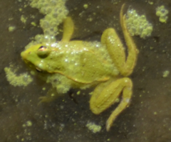Pelophylax perezi
