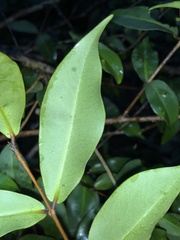 Pilidiostigma glabrum