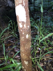 Pilidiostigma glabrum