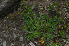 Chaerophyllum taiwanianum