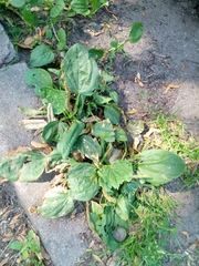 Plantago major