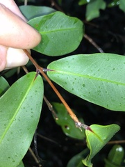 Pilidiostigma glabrum