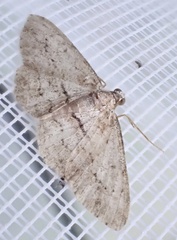 Didymoctenia exsuperata