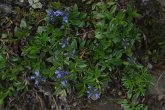 Veronica morrisonicola