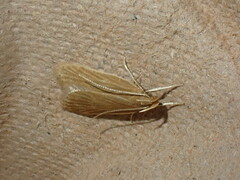 Helcystogramma rufescens