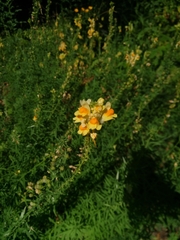 Linaria vulgaris
