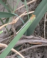 Platycnemis dealbata