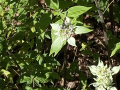 Eremnophila aureonotata