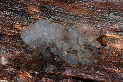 Tremella globispora
