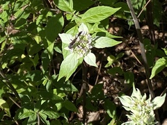Eremnophila aureonotata