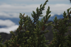 Juniperus squamata