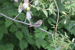 Phylloscopus collybita