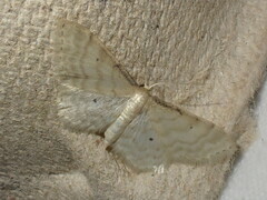 Idaea fuscovenosa