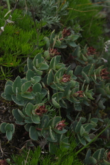 Phedimus subcapitatum