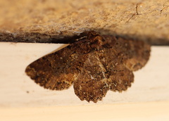 Paradromulia ambigua