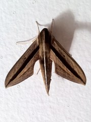 Theretra silhetensis