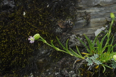Silene ohwii