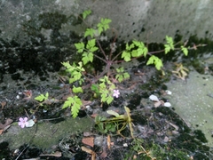 Geranium robertianum