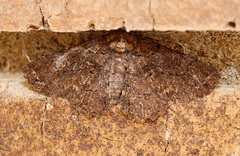 Paradromulia ambigua
