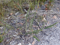 Melaleuca transversa