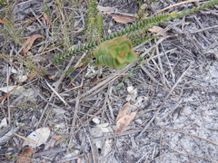 Melaleuca transversa