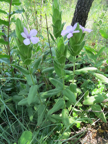 Barleria image