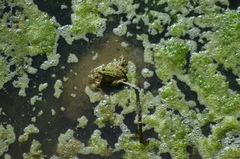 Pelophylax perezi