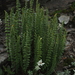 Polystichum lachenense - Photo (c) Cheng Te Hsu, some rights reserved (CC BY-SA), uploaded by Cheng Te Hsu