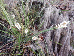 Lysinema ciliatum
