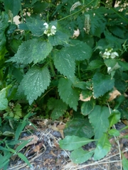 Lamium album