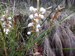 Lysinema ciliatum