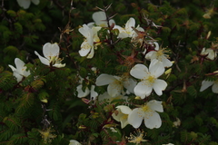 Rosa morrisonensis