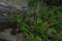 Chaerophyllum taiwanianum