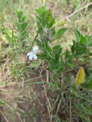 Dyschoriste costata