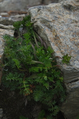 Chaerophyllum nanhuense