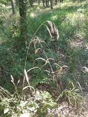 Bromus ramosus