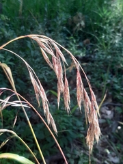 Bromus ramosus